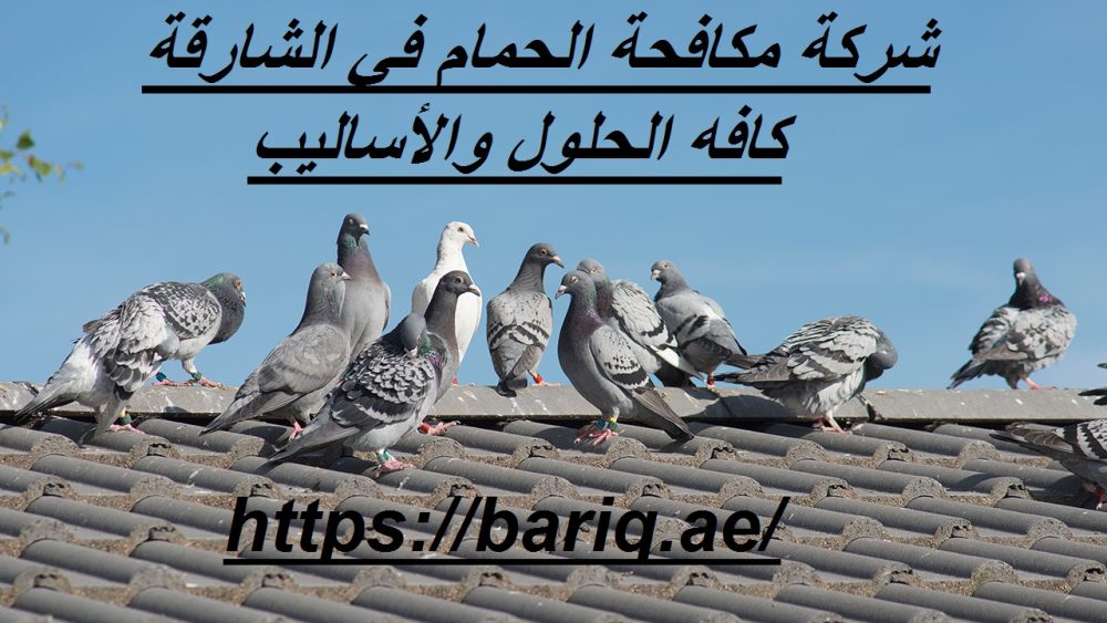 شركة مكافحة الحمام في الشارقة