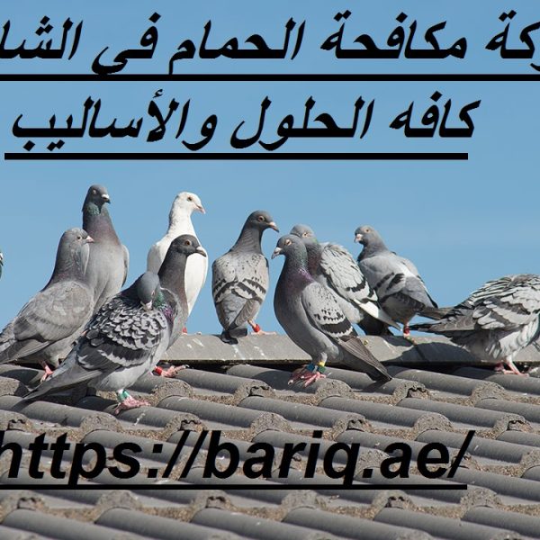 شركة مكافحة الحمام في الشارقة