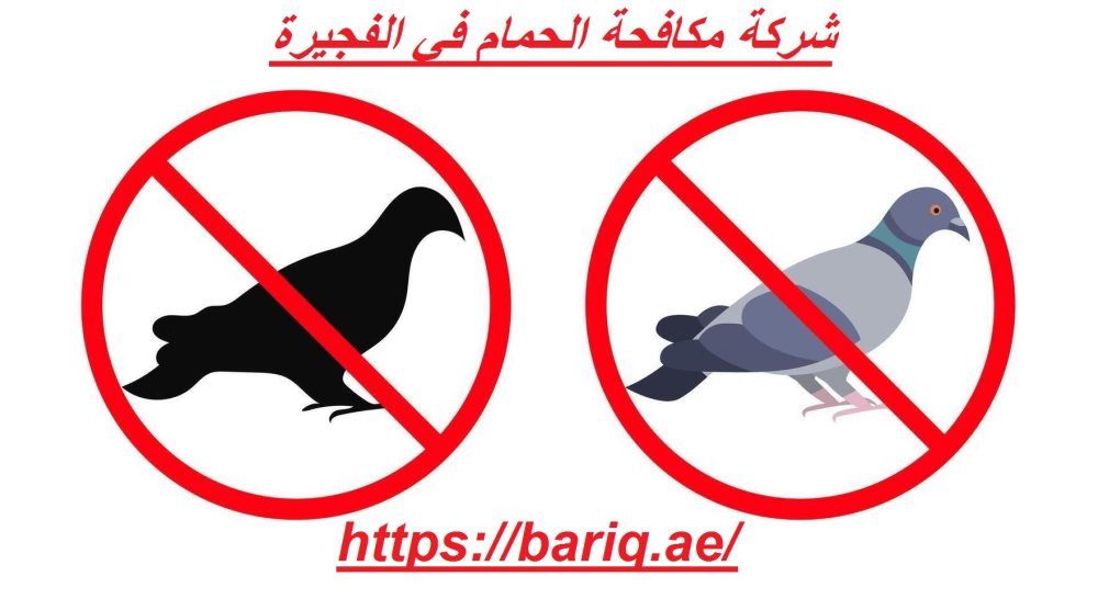 شركة مكافحة الحمام في الفجيرة