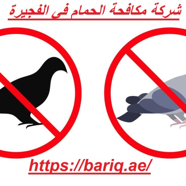 شركة مكافحة الحمام في الفجيرة