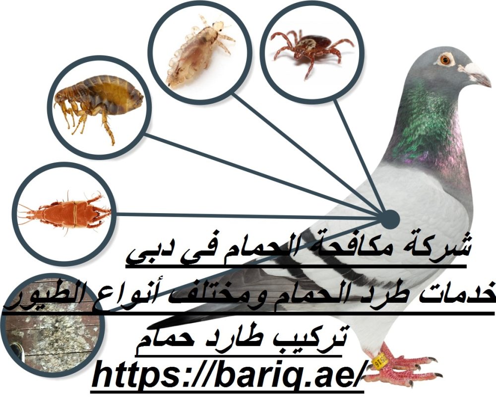 شركة مكافحة الحمام في دبي