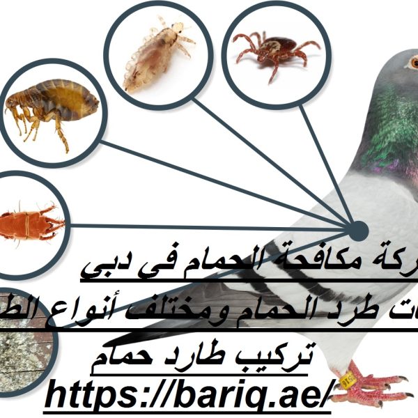 شركة مكافحة الحمام في دبي