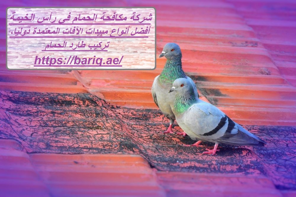 شركة مكافحة الحمام في رأس الخيمة