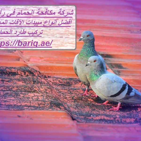 شركة مكافحة الحمام في رأس الخيمة